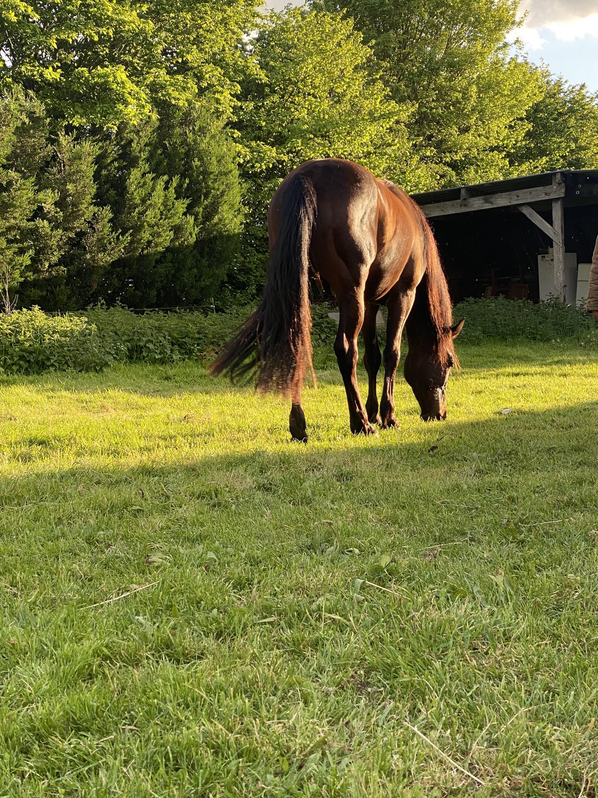 Cheval dans les prairies du domaine avec abri en arrière-plan