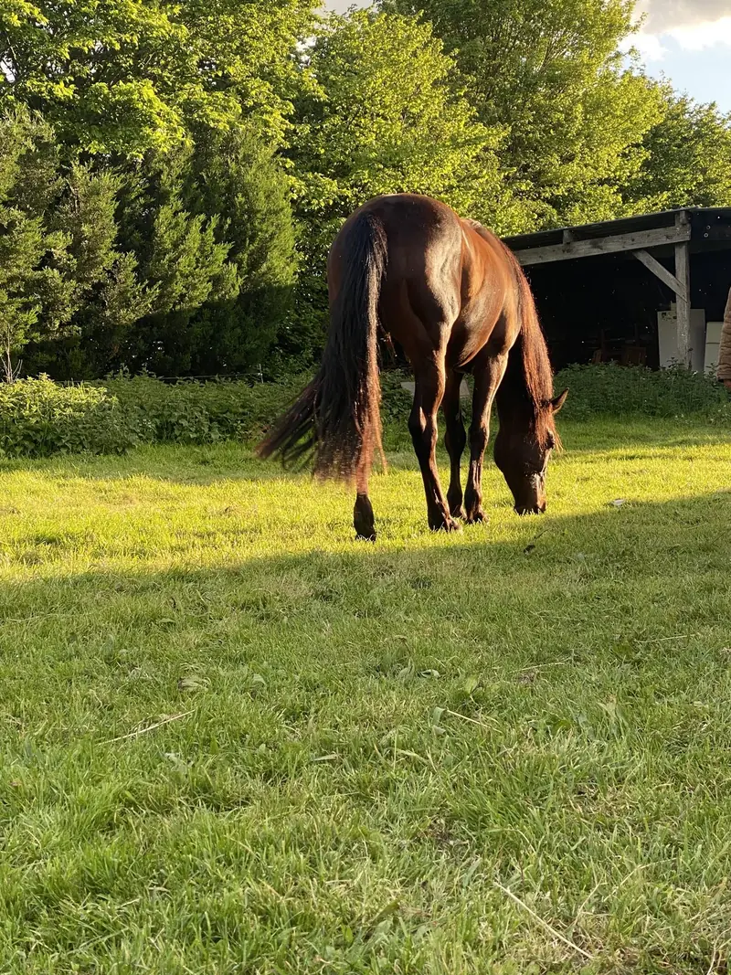 Cheval dans les prairies du domaine avec abri en arrière-plan